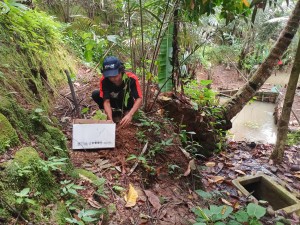 Penanaman Bibit Kayu Keras